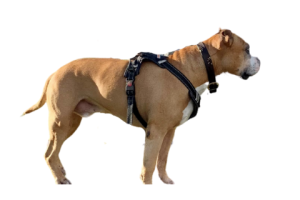 Meet Sunny His Premium Answers® Story