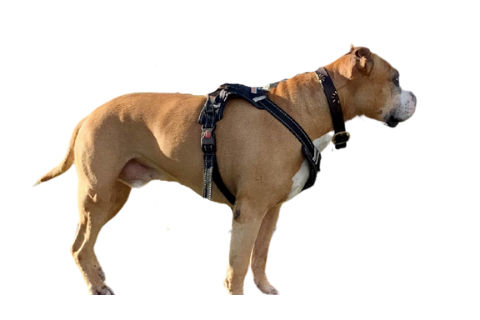 Meet Sunny His Premium Answers® Story