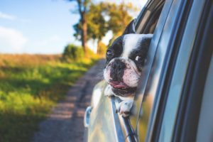 Pets Our Customers & Premium